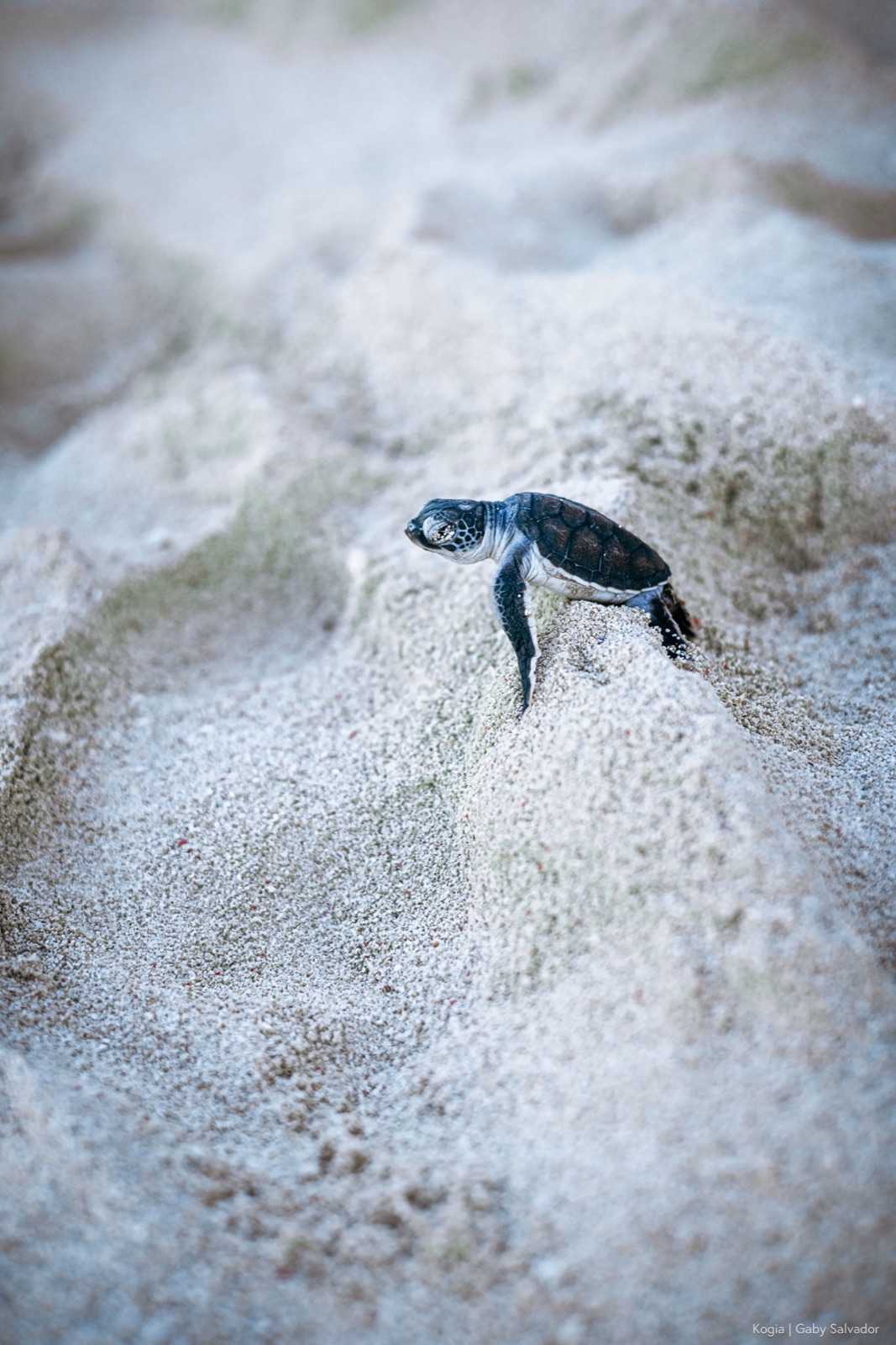 A newly hatched turtle making its first crawl toward the sea