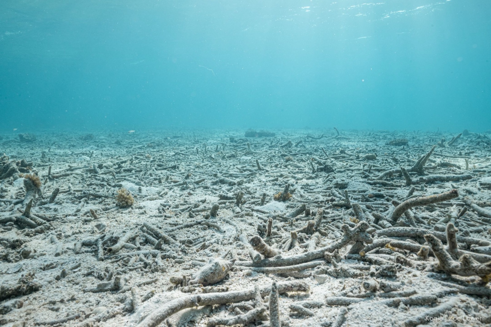 A bleached, lifeless stretch of reef
