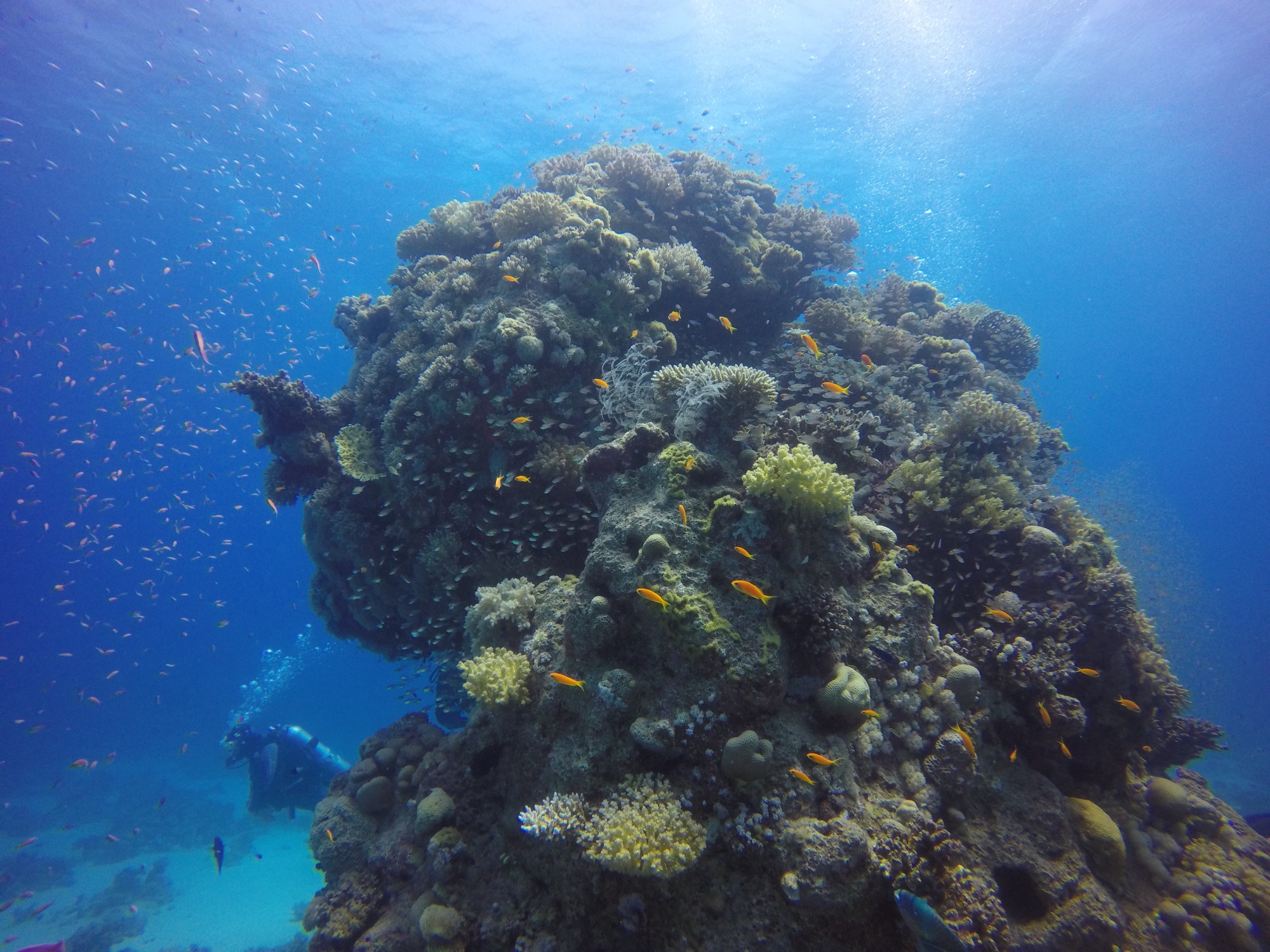 A Red Sea coral tower alive with orange anthias