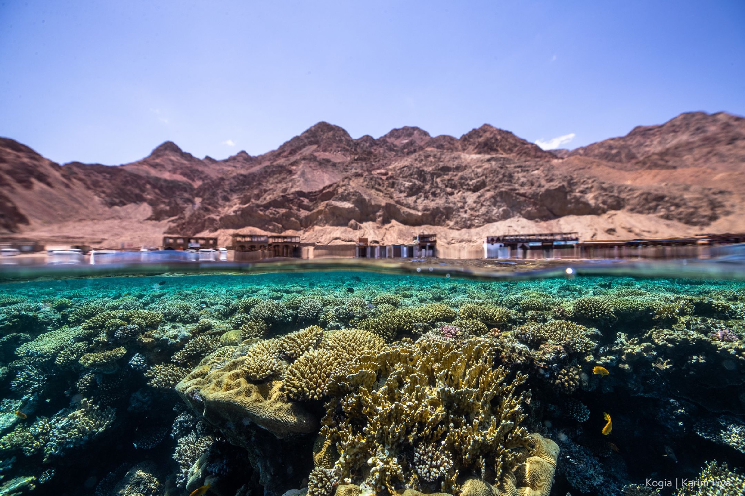 Split-level view of a Red Sea reef