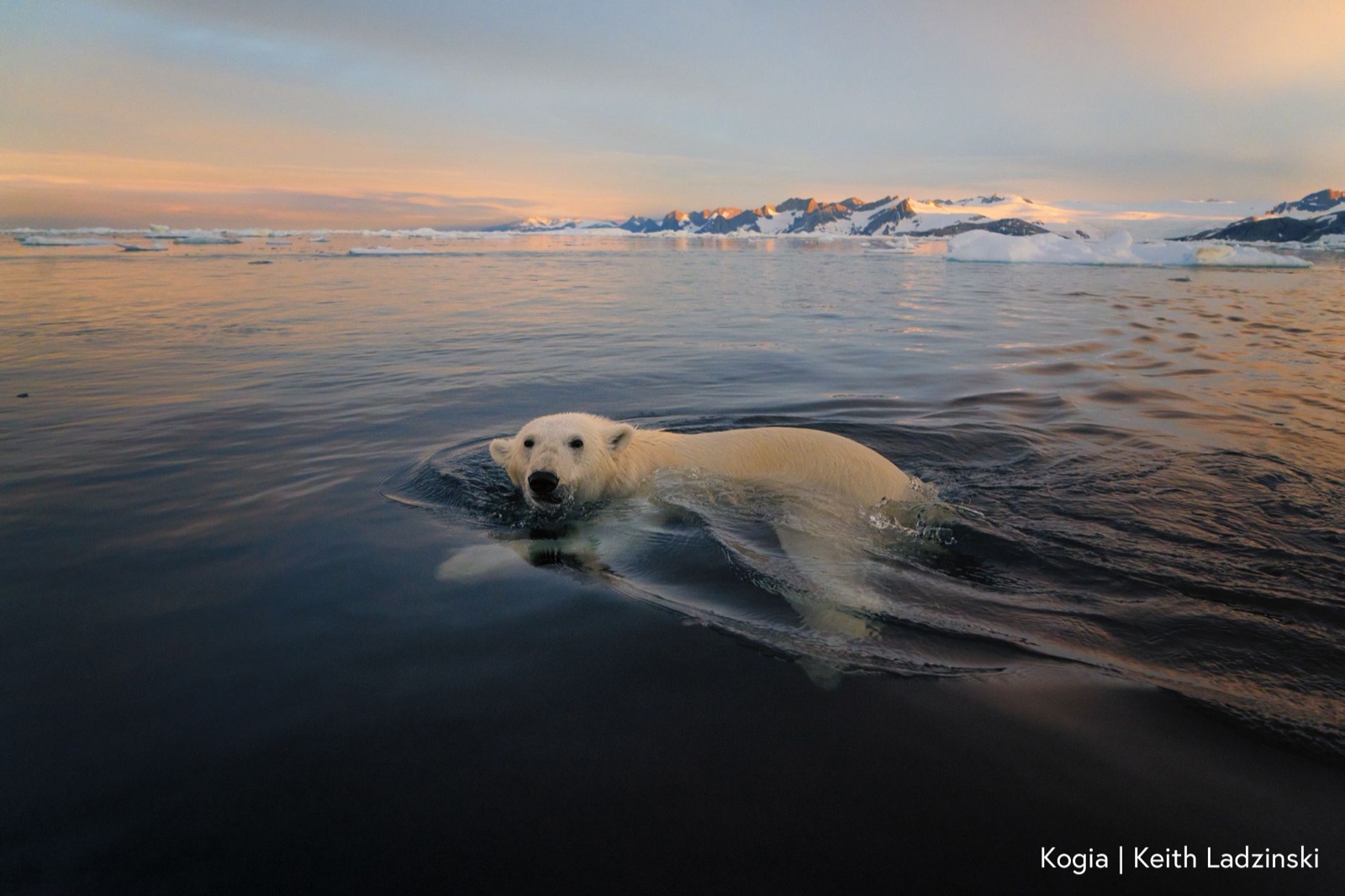 A polar bear swimming at golden hour, snow-capped mountains behind