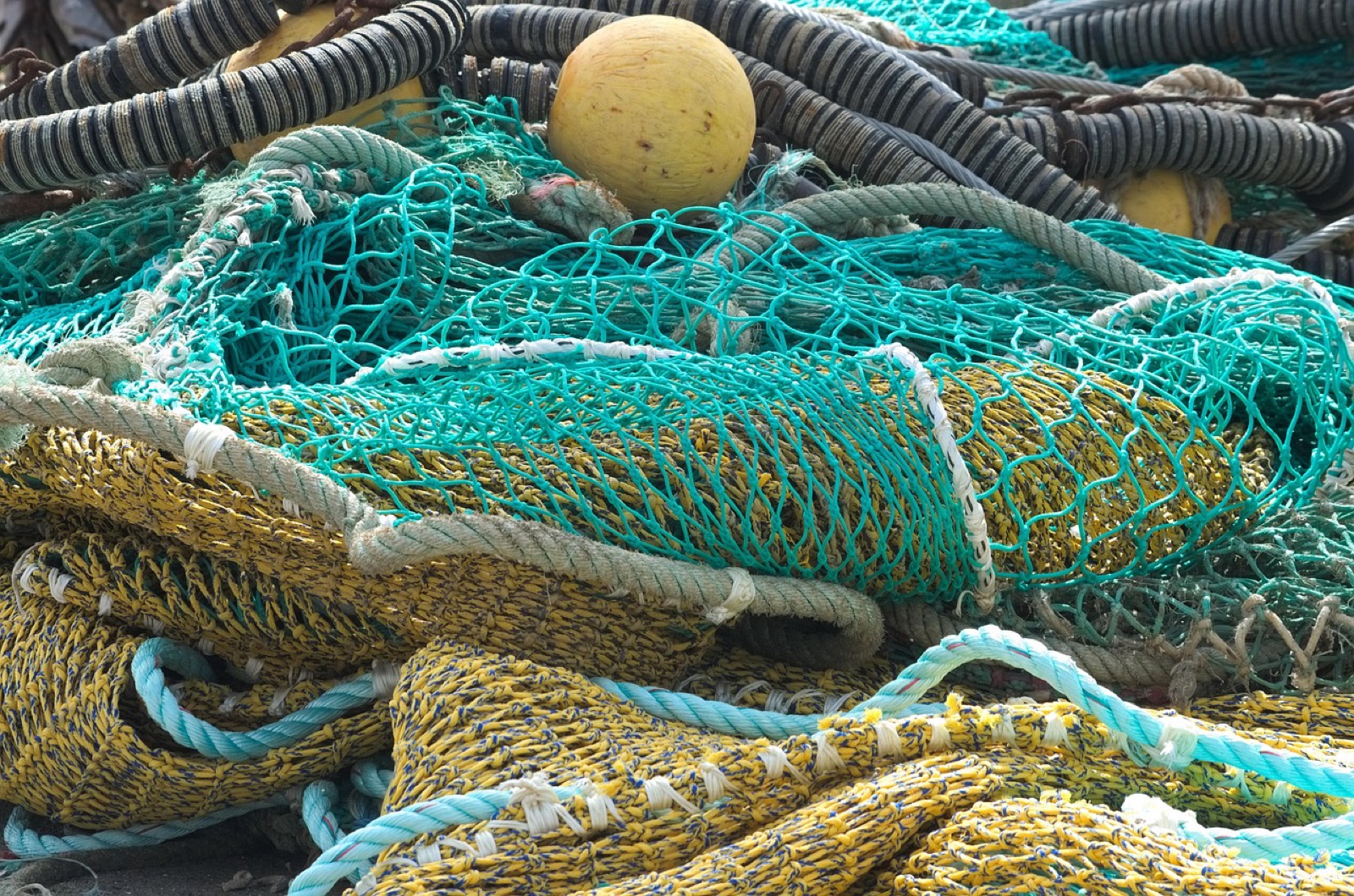 A purse-seine fishing net hauling a dense mass of fish