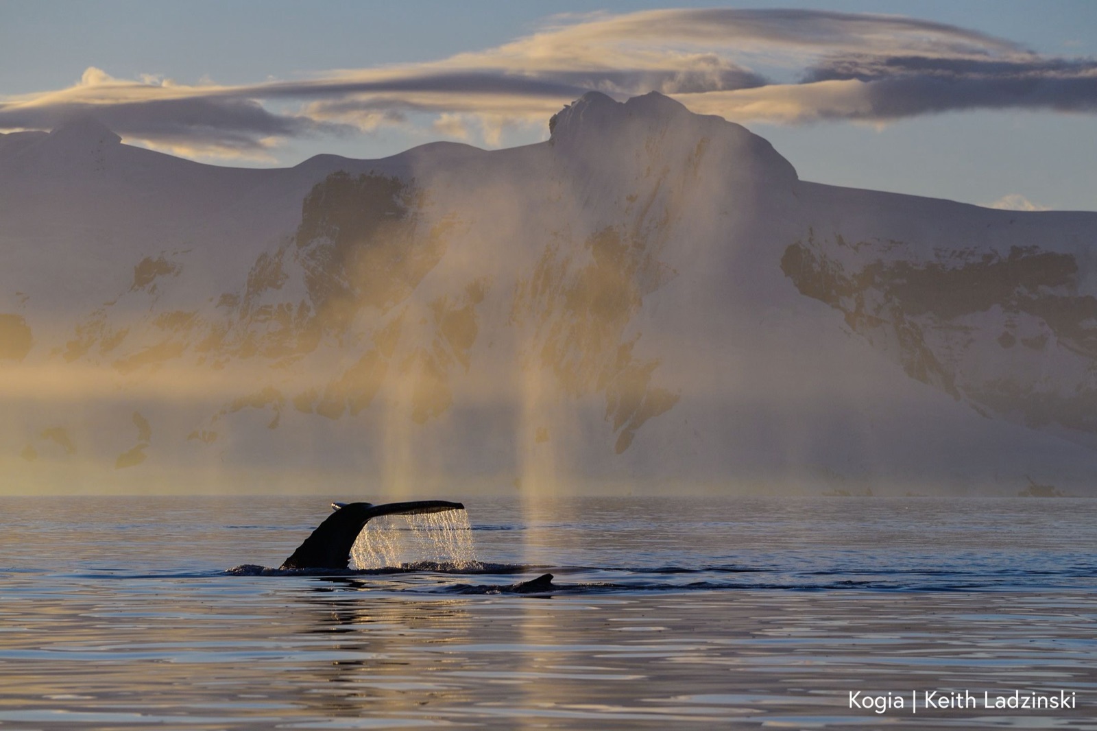 A humpback whale raising its flukes above a misty sea at golden hour